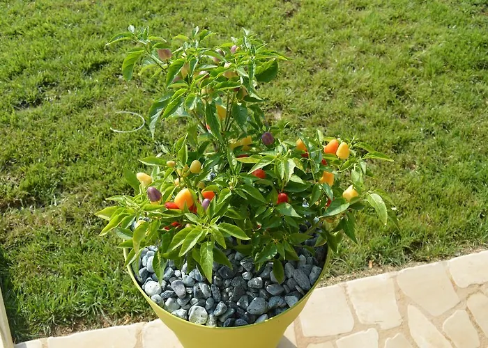 Casa Del Peperoncino * Otrante