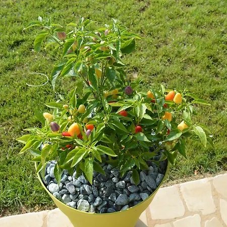 Casa Del Peperoncino * 오트란토